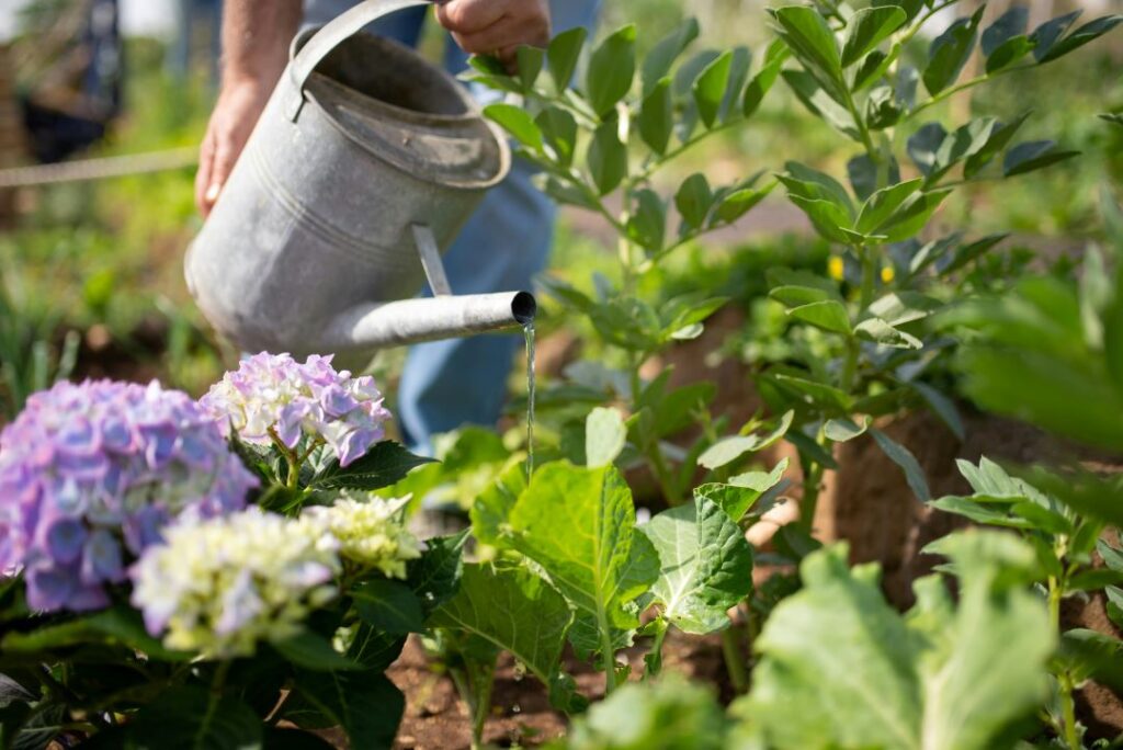 Low-Maintenance Garden